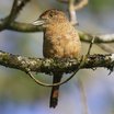 Puffbirds